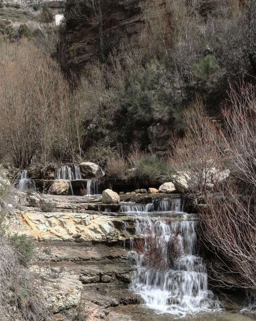 Thirsty... (El Laklouk, Mont-Liban, Lebanon)