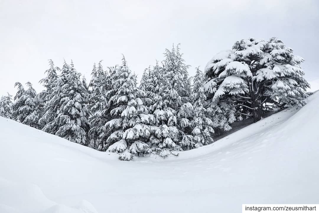 Those curves though..... photography  lebanon  nature  valley  forest... (Cedars of God)