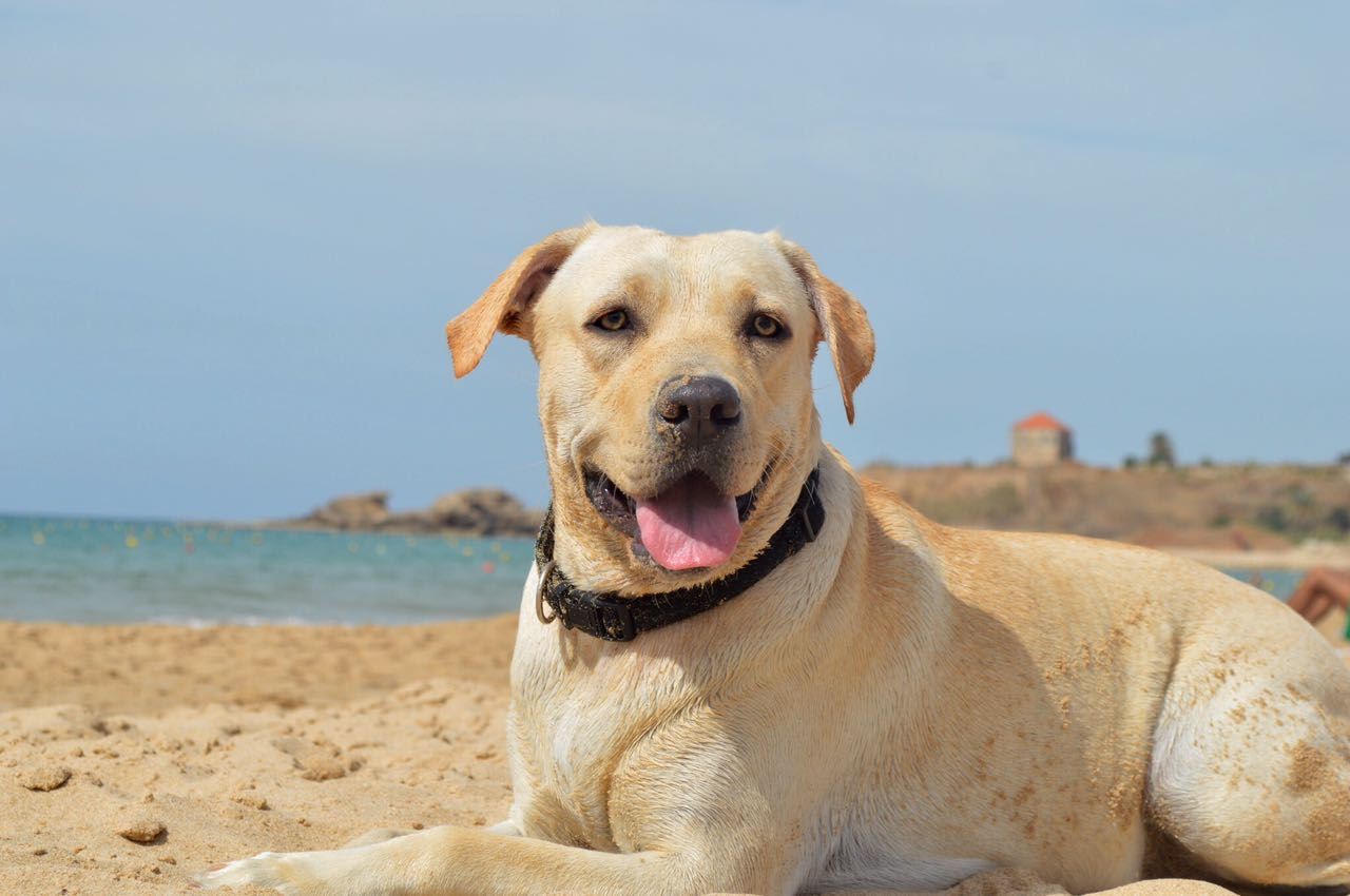 Tima enjoying the sun in the beautiful sandy Byblos Beach