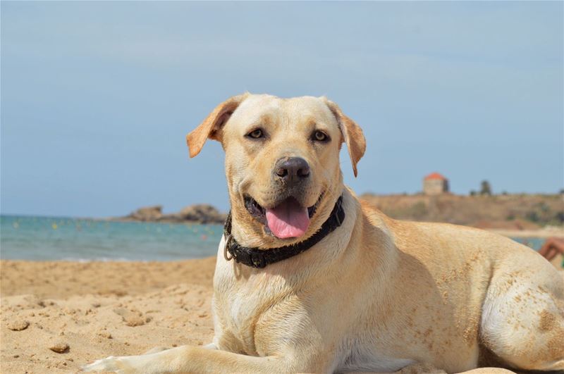 Tima enjoying the sun in the beautiful sandy Byblos Beach