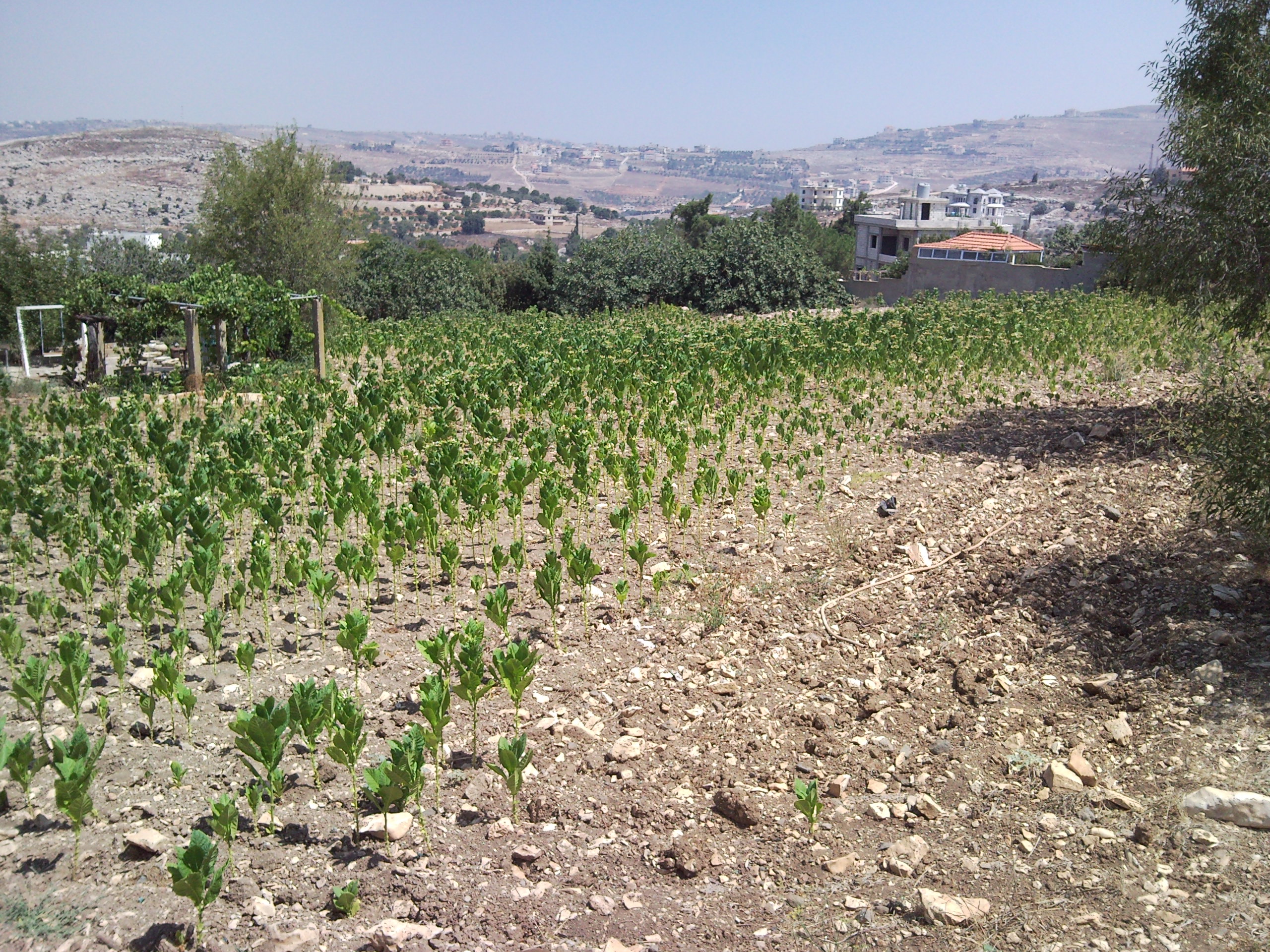 Tobacco Plantation