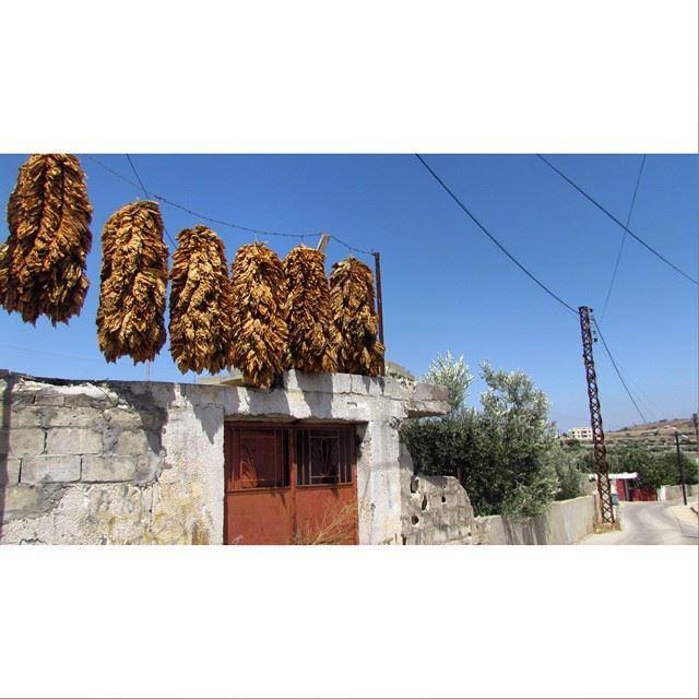 Tobacco season. simplyaroun