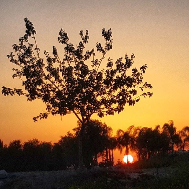  tree  trees  sun  sunset  southlebanon  lebanon  instagood  photooftheday...