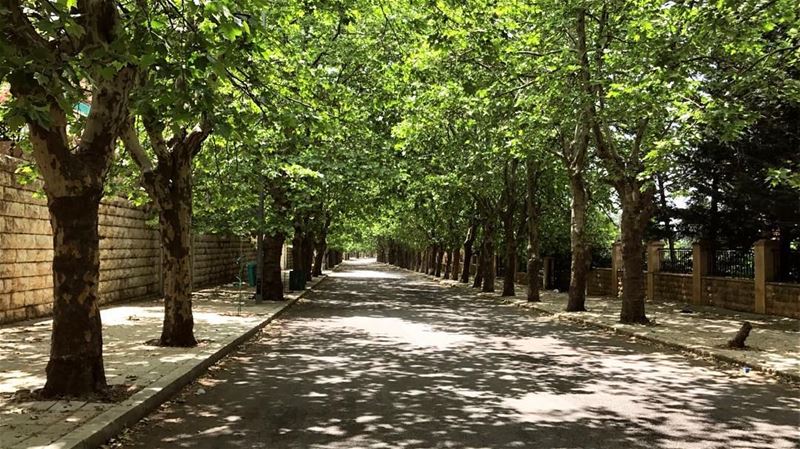 Trees are your best antiques• (Sawfar, Mont-Liban, Lebanon)