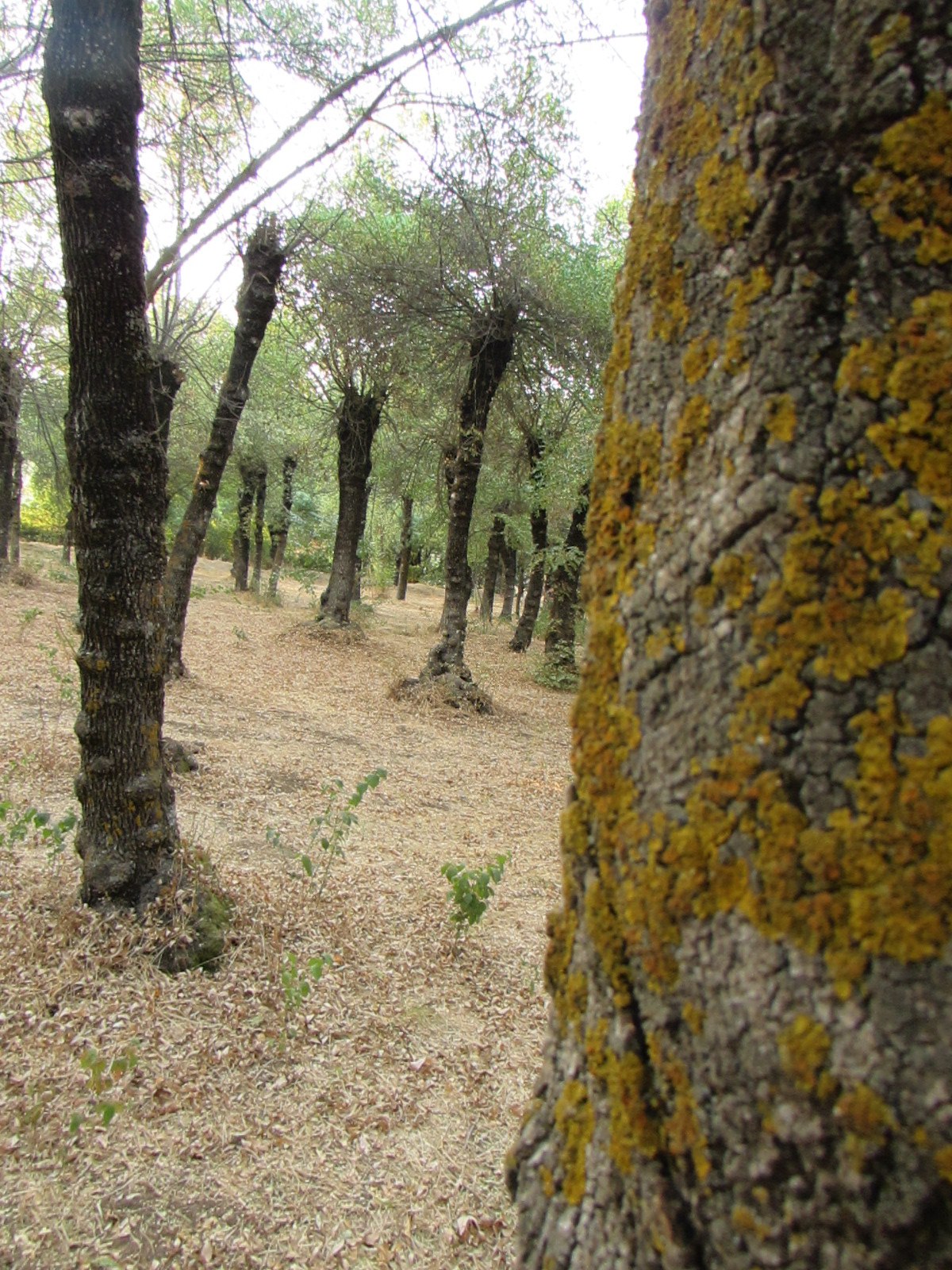 Trees in Taanayel Forest