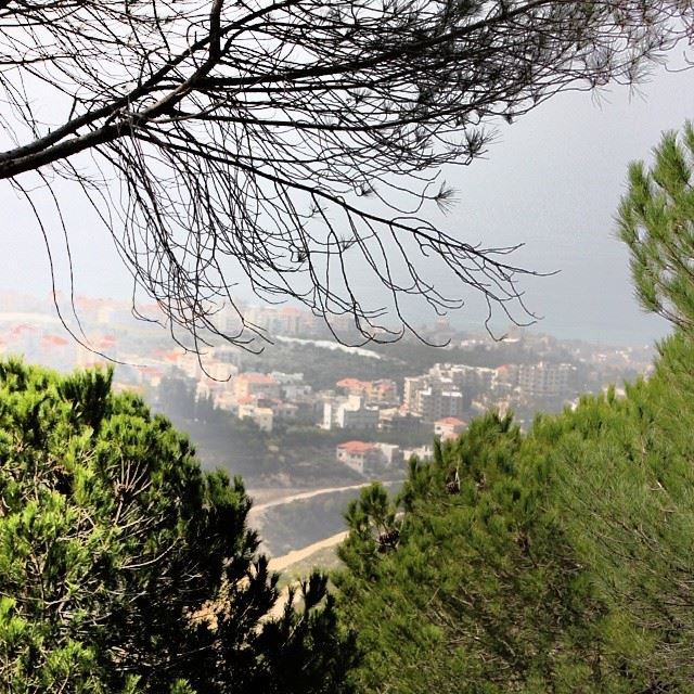  trees  nature  forest  view  city  green  sky  lebanon   nstagood ...