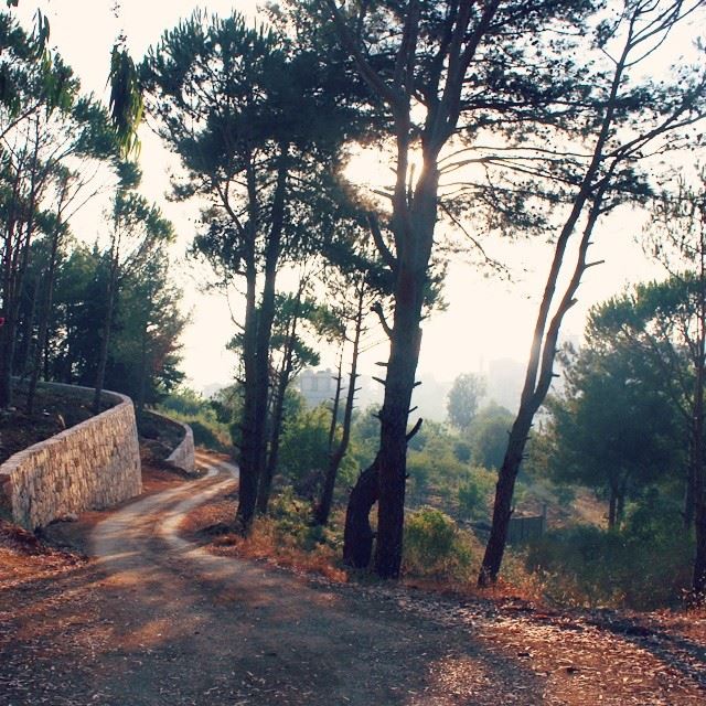  trees  nature  sun  shadows  southlebanon  lebanon  colorful ...