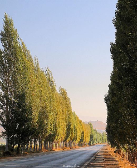 🌳Trees•Road 🌳 morning  sunrise  nature  outdoor  landscape  road  bekaa... (`Ammiq, Béqaa, Lebanon)