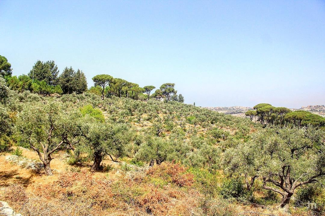 -Trees that are slow to grow bear the best fruit- ... ptk_lebanon ... (Joûn, Liban-Sud, Lebanon)