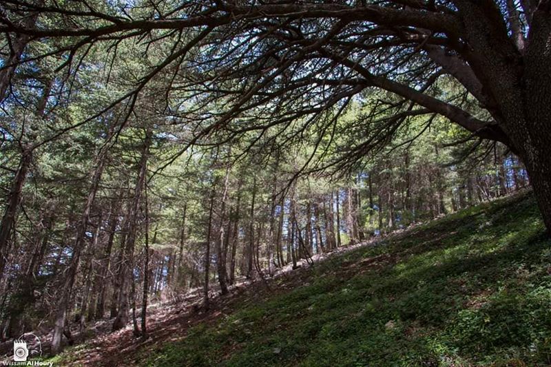  trees tree forest reserve natutalreserve historical old oldbutgold... (Maaser El Shouf Cedar Reserve محمية ارز معاصر الشوف)