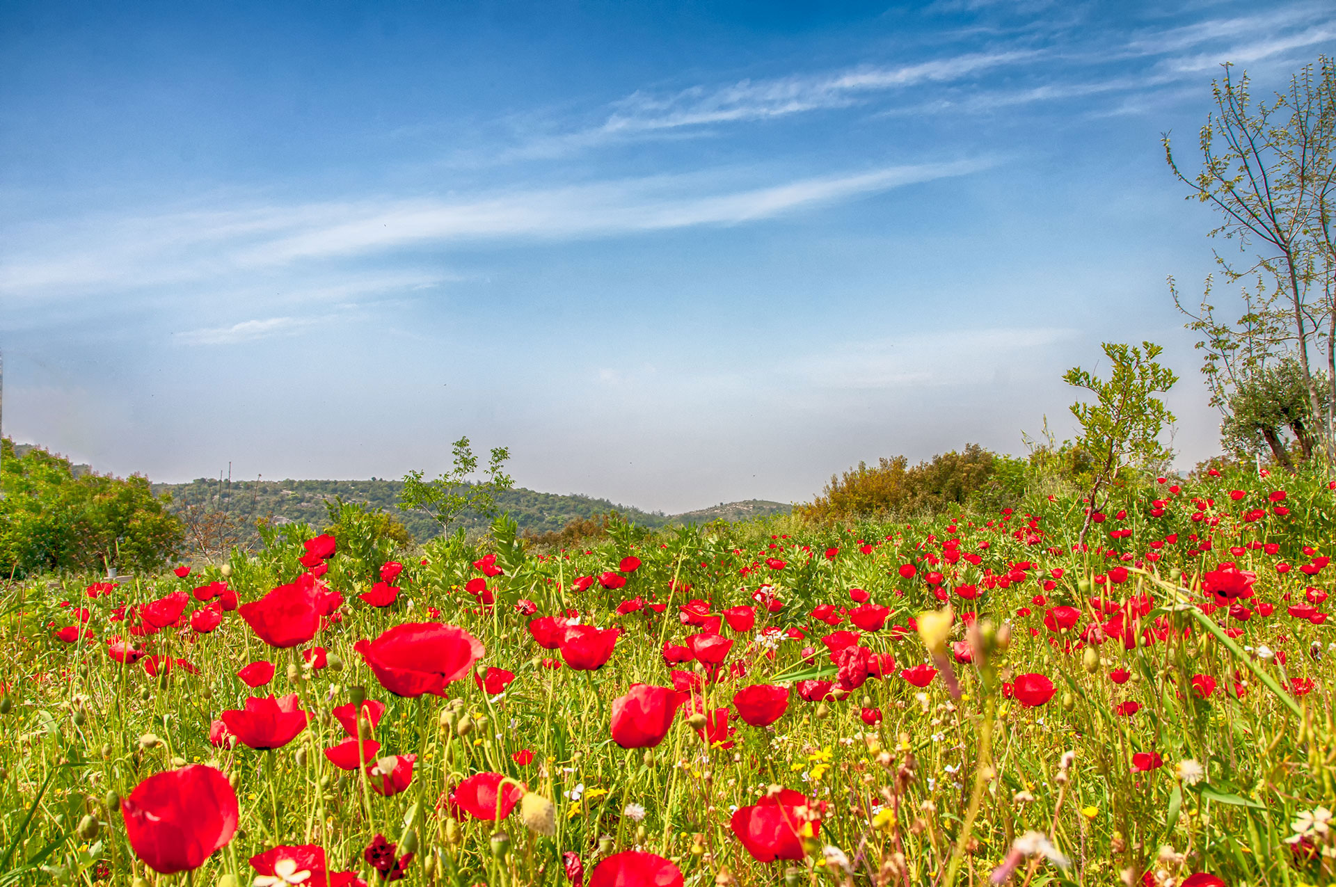 Tulips Field