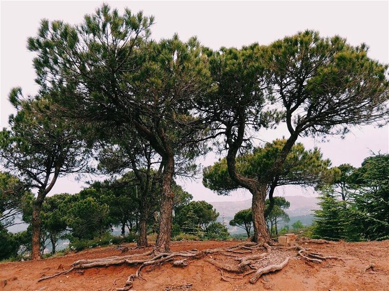 United by Roots• (Aïn Zhalta, Mont-Liban, Lebanon)