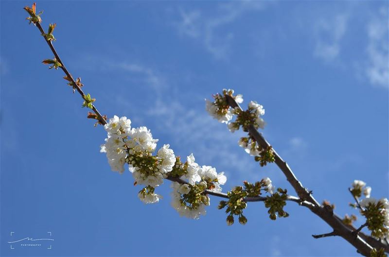 Up and... (Bcharreh, Liban-Nord, Lebanon)