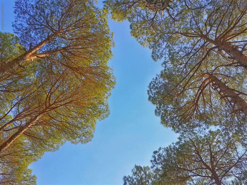 📷🌄🍃🌳 up ⬆ nature_perfection  naturelovers  ... (El Kfaïr, Al Janub, Lebanon)