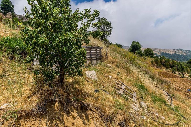 Wadi Odin, Akkar. . . . . . . . . ... (`Akkar, Liban-Nord, Lebanon)