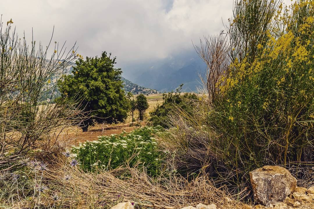 Wadi Odine, Akkar. . . . . . . . . ... (Oudine Valley)