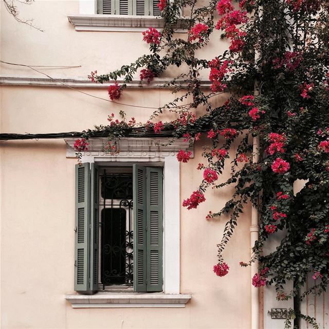 Waking up and reaching out for the flowers outside the window 🌺 Beirut... (Beirut, Lebanon)