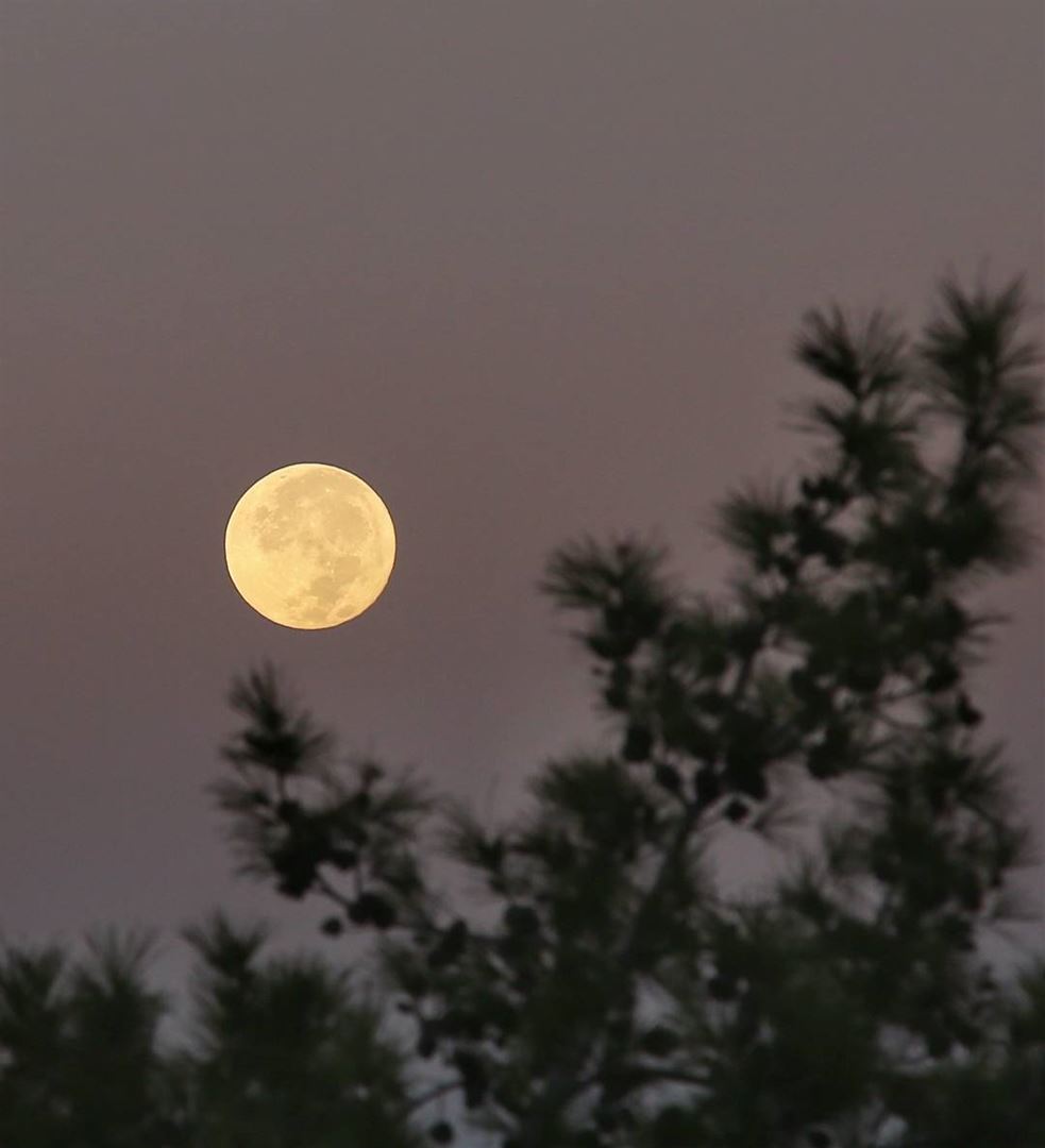 Waking up to see this lovely moon hanging over the city moon fullmoon...