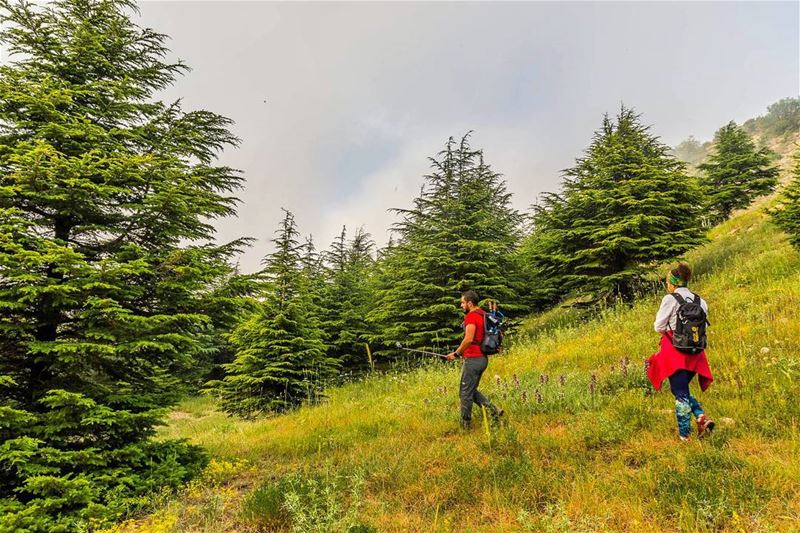 Walking between the cedars 🌲🚶🌲📷 by: @treehugger961... (My Adventures Lebanon)