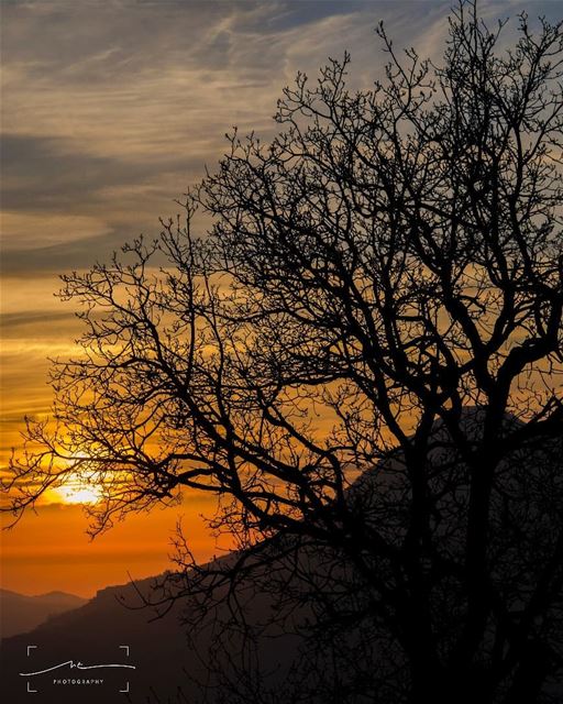 Warm sunset an old tree and a perfect... (Bcharreh, Liban-Nord, Lebanon)