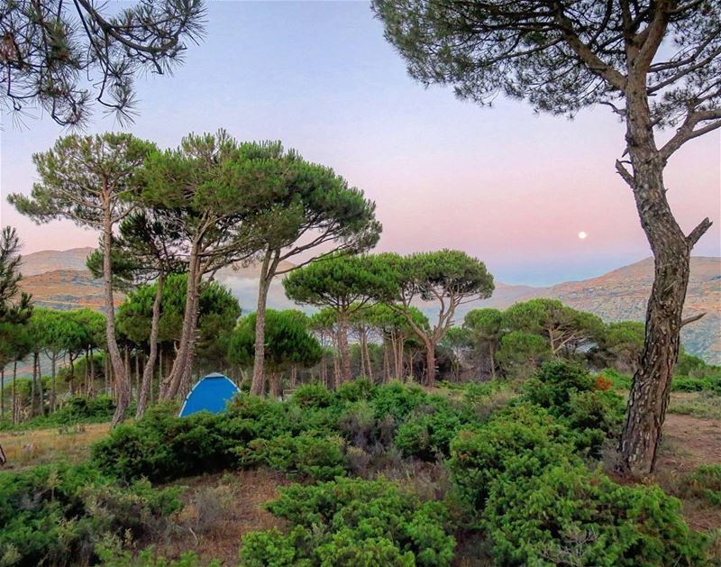 Watching a colorful Moonrise 🌳🌚🏕️ moonrise  fullmoon  tent  camp ...