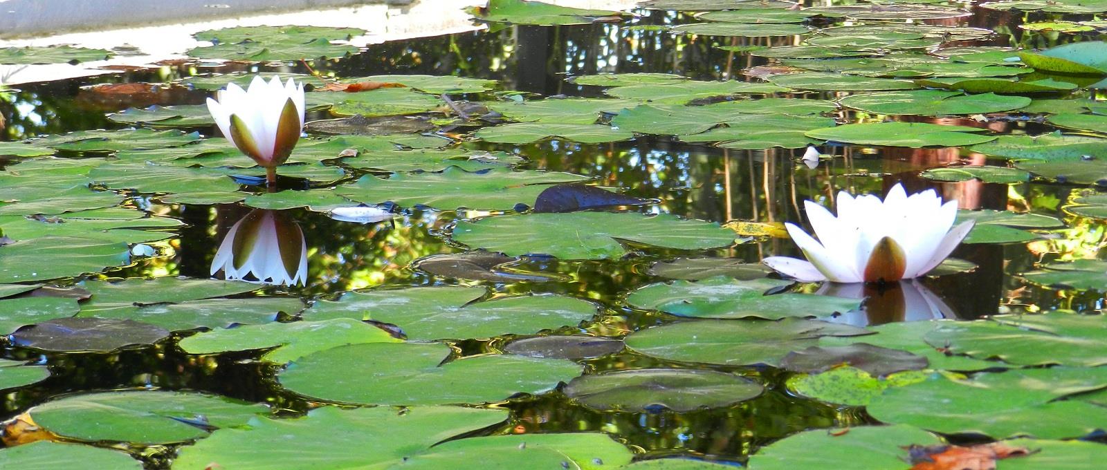 Water Lillies at Topkapi Palace Istanbul