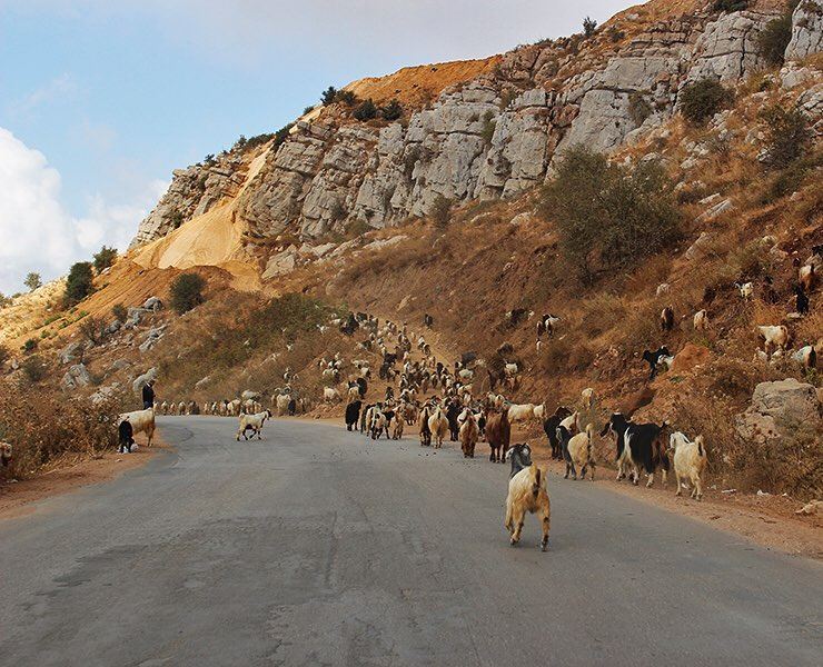 We definitely don't mind this type of traffic 🐐🚗 (Mayruba, Mont-Liban, Lebanon)