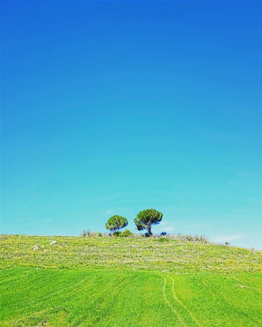 (We) Will Survive. Although I probably risk revealing a little too much... (Abou Qamha, Al Janub, Lebanon)