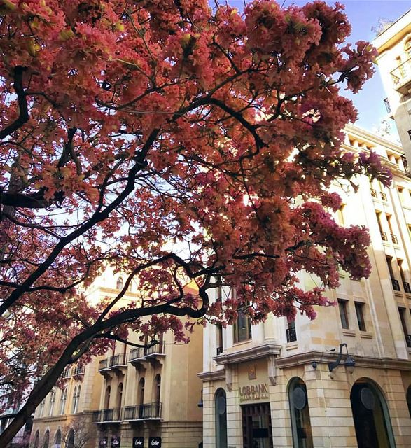 What is the good of your stars and trees, your sunrise and the wind, if... (Beirut, Lebanon)
