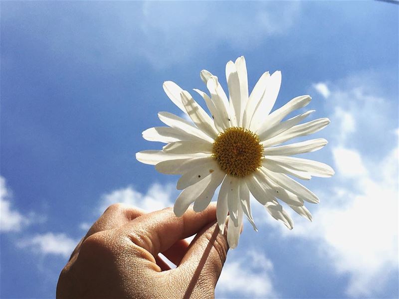 What we see depends mainly on what we look for 🌼 morning flowers... (Feitroun, Mont-Liban, Lebanon)