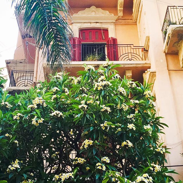 When Beirut looked like Italy... Balcony overlooking frangipani and palm trees 🌴. Sabah el Nour my friends ☀️☕️🇱🇧! nostalgia (Beirut,manara)