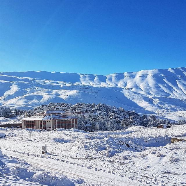 When snow falls, nature listens.🗻❄☃  livelovebeirut  wearelebanon  ... (Cedars of God)