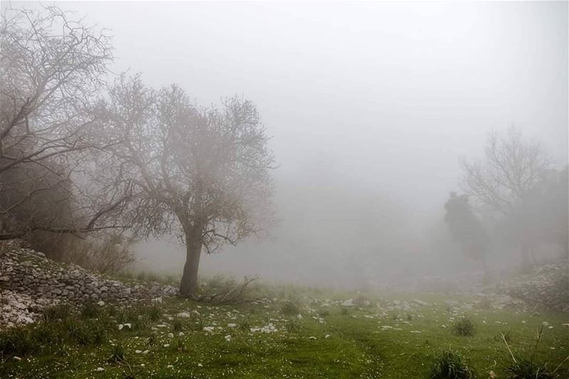 When the  fog clears,  sunshine follows. JabalMoussa  unescomab  unesco ...