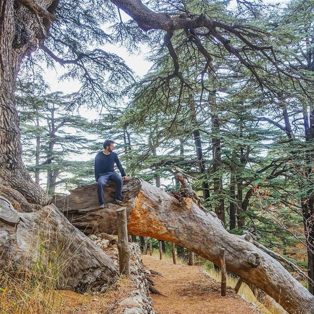 Where are you in the Cedars of Lebanon? throwback  lebanon ... (Cedars of God)