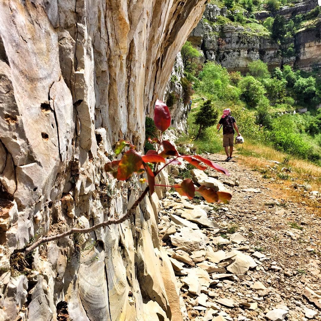 Where there's a will there's a way 🌳  livelovebeirut  wearelebanon ... (Akoura, Mont-Liban, Lebanon)