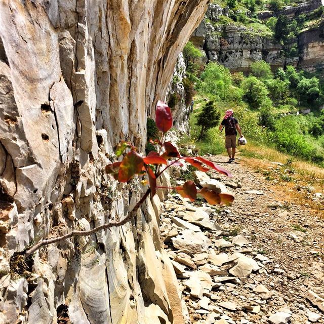 Where there's a will there's a way 🌳  livelovebeirut  wearelebanon ... (Akoura, Mont-Liban, Lebanon)