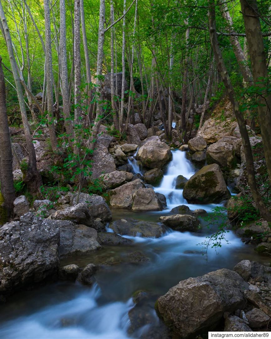 Where there's water there's life 🏞....... landscapephotography... (Wadi Jazzin, Al Janub, Lebanon)