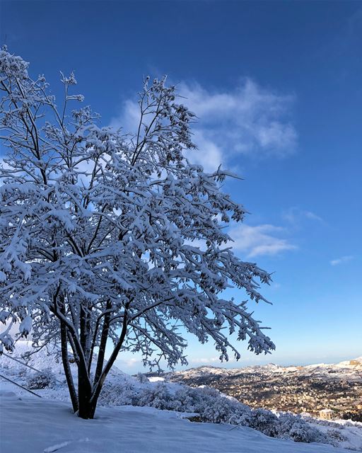 White Christmas ❄️ (Faraya, Mont-Liban, Lebanon)