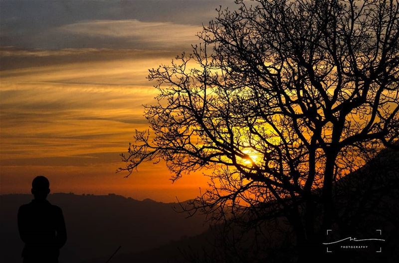 Who wants to give this tree a visit in the summer?? (Bcharreh, Liban-Nord, Lebanon)