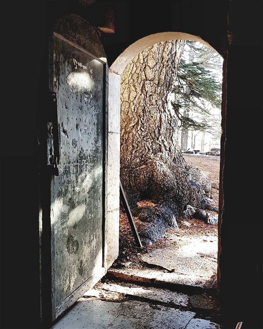 Why do you stay in prison, when the door is so wide open? - Rumi... (Bsharri, Cedars)