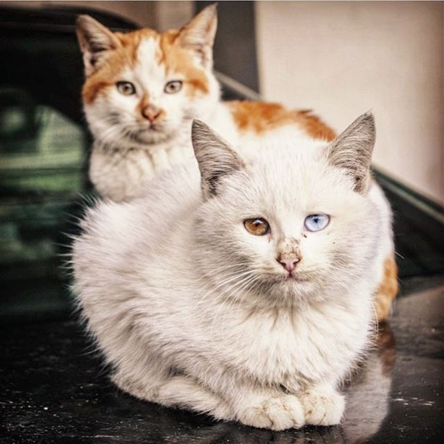 Wild beauties.•••••••••••••••••• cats  lebanon  catsofinstagram ... (Joünié)