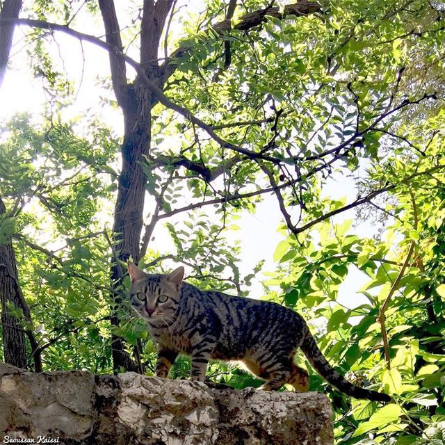  wildcat  cat  stonewall  streetphotography ...