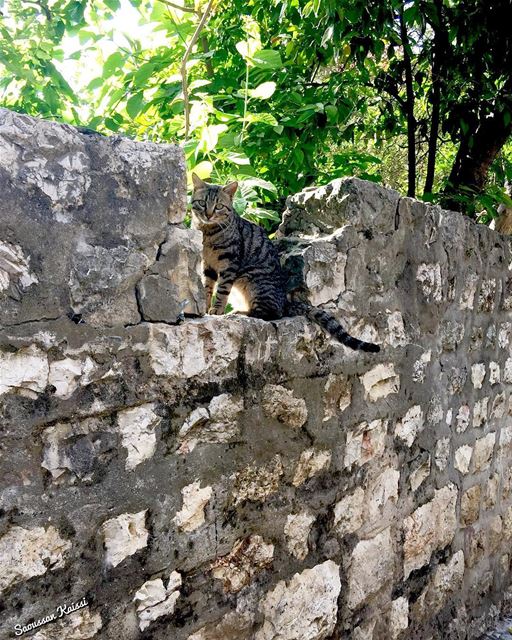  wildcat  cat  stonewall  streetphotography ...