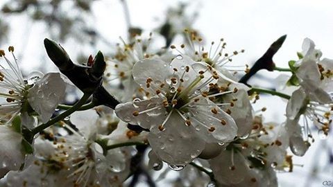  winter  spring  trees  blossom  lebanon  livelovelebanon  nature  capture...