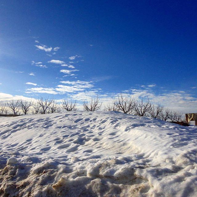 wintertime snowdeadlynature (Tarchich)