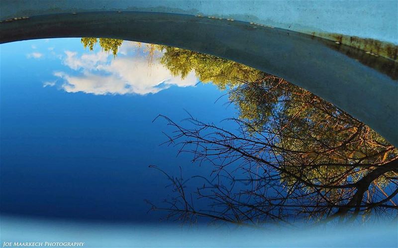 Wisdom comes from reflection.  reflection  sky  clouds  tree  water  igers...