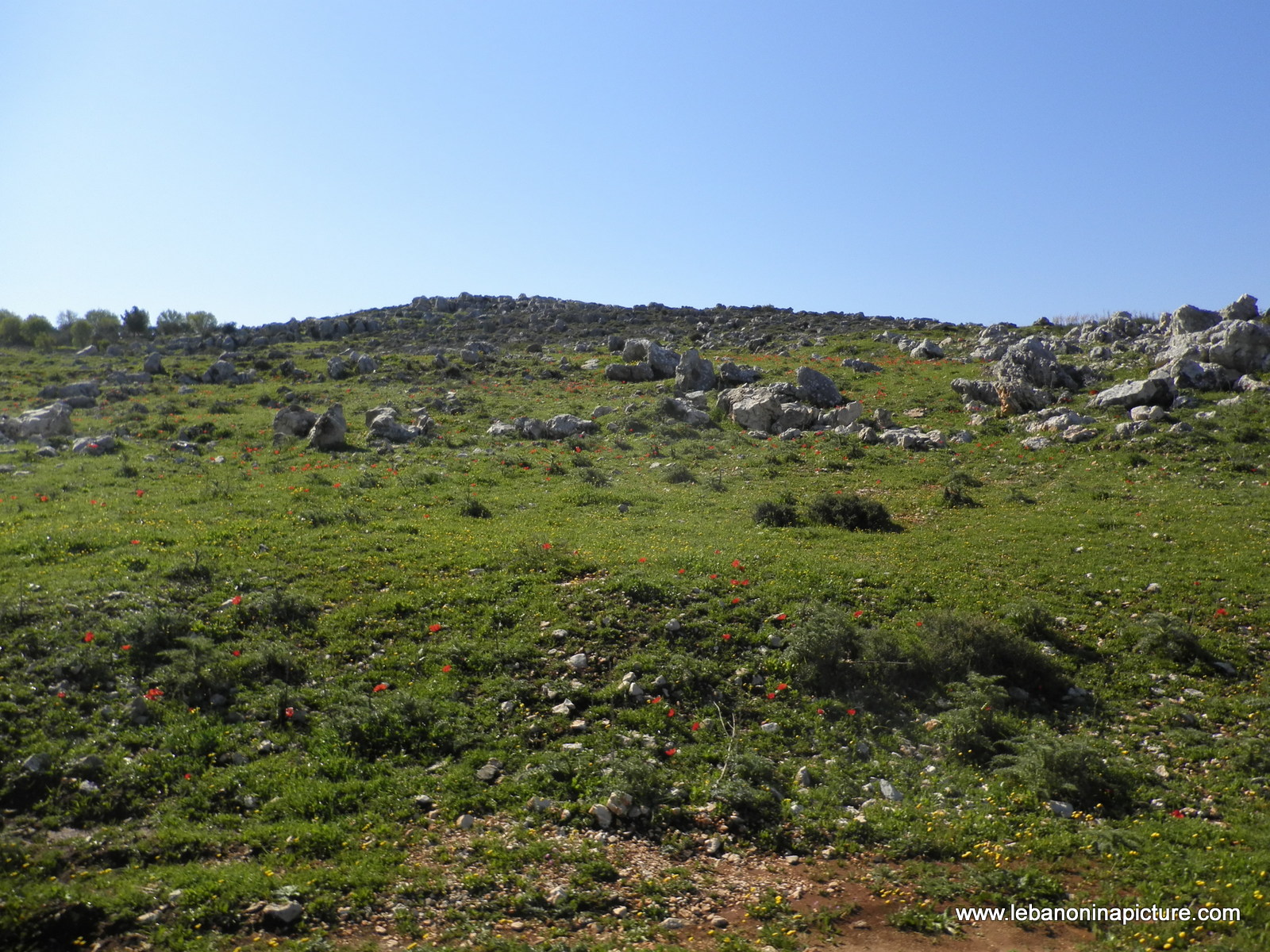 Yaroun's Beautiful Green Landscape (Spring 2011)