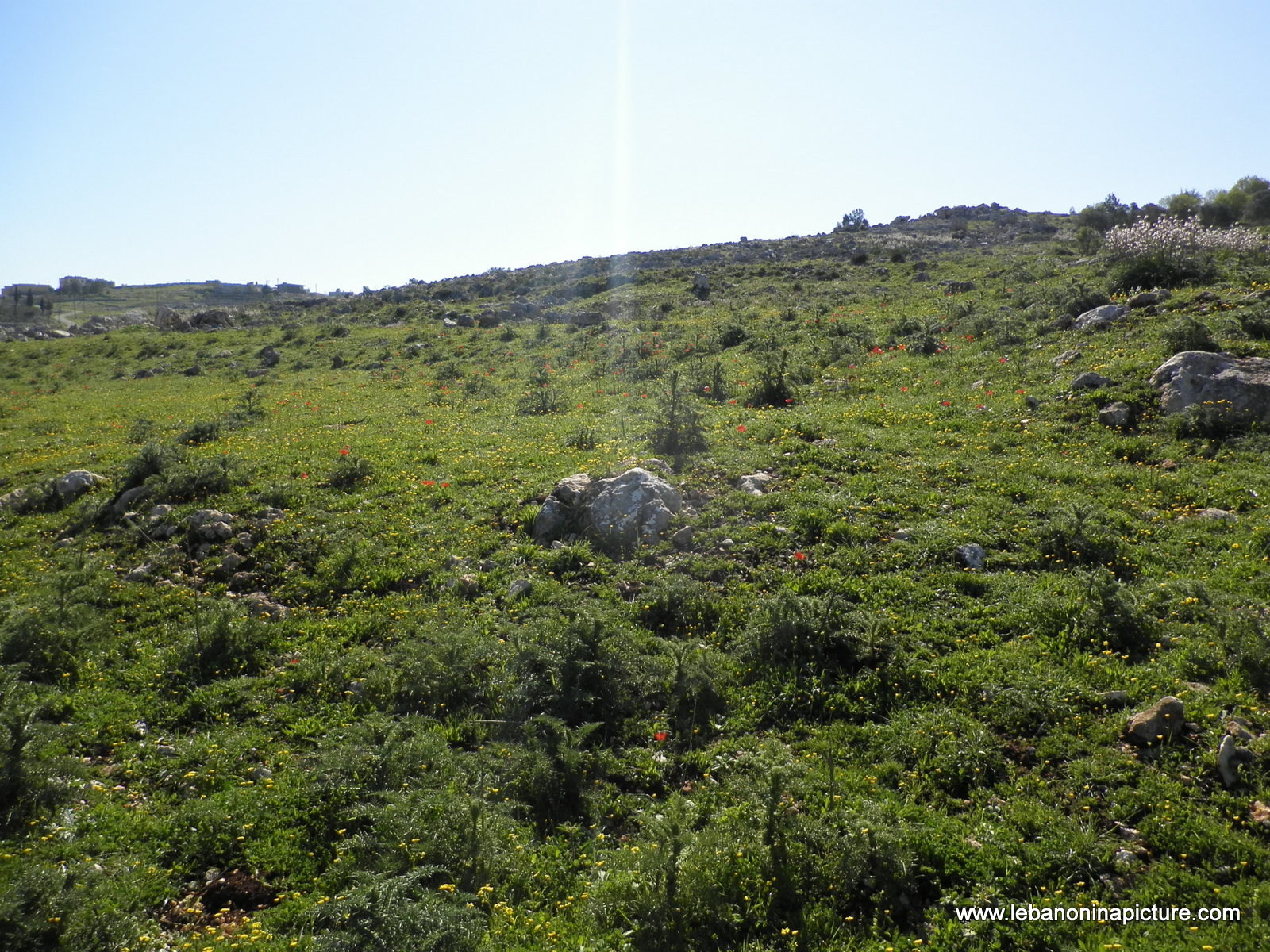 Yaroun's Beautiful Green Landscape (Spring 2011)