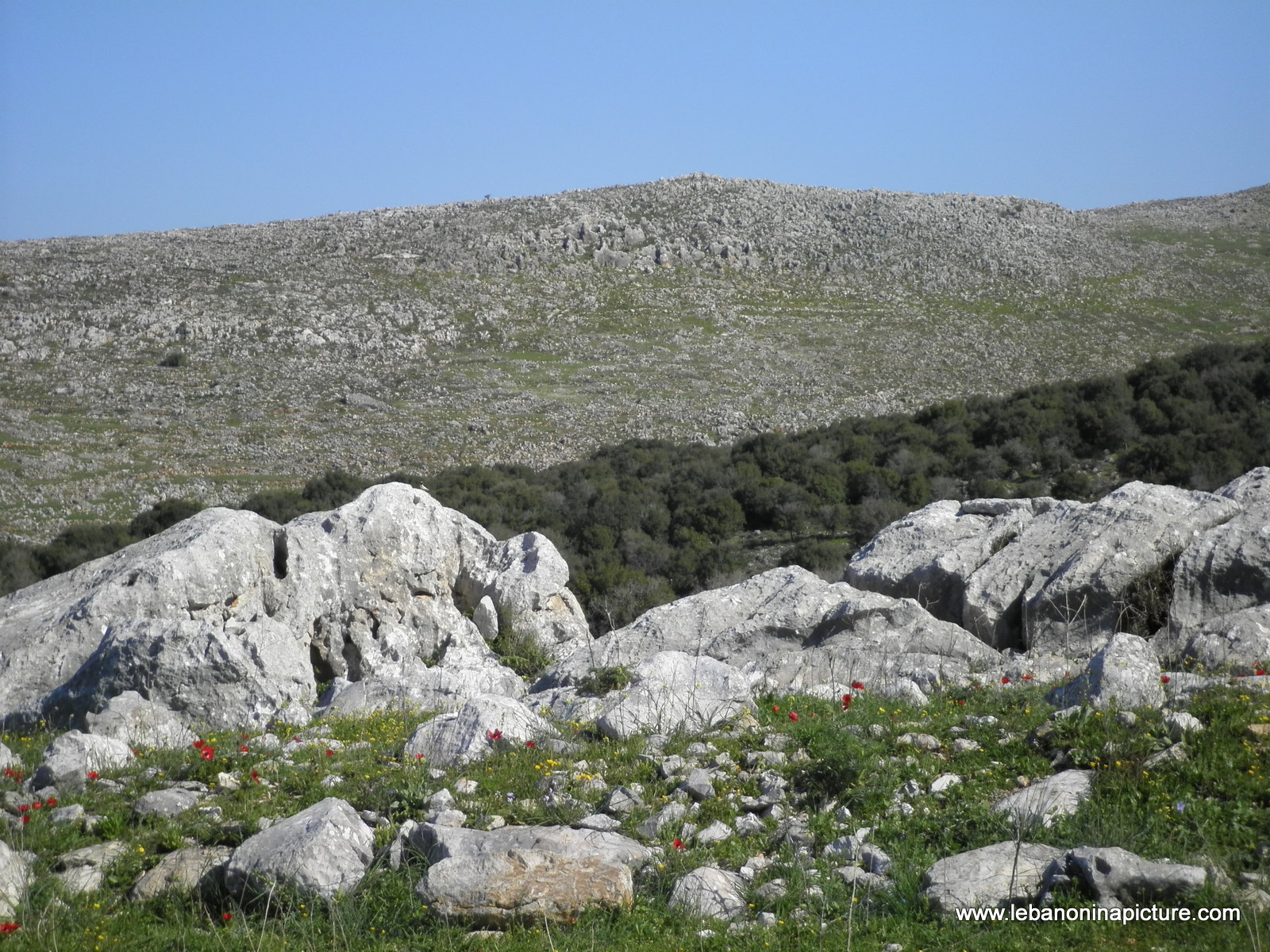 Yaroun's Beautiful Green Landscape (Spring 2011)