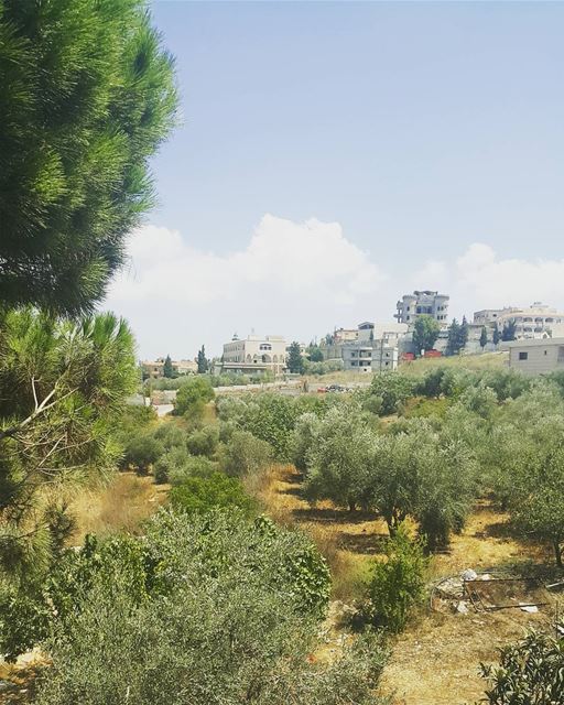  yaroun  southlebanon  nature  view  lebanon  insta_lebanon  olivetrees ...